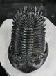 Amazing Hollardops Trilobite #25170-1